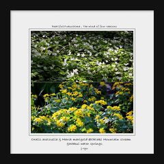 ◆黄金色の花園～涌井の清水のリュウキンカ＆白き花園～大滝川渓谷のコミヤマカタバミ