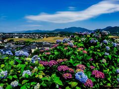 響山公園の紫陽花　2022