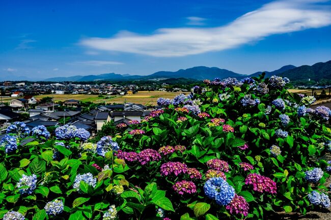 　近隣の紫陽花が咲き始めたので、梅雨に入る前に響山公園の紫陽花を見に行って来ました。<br />　まだ咲き始めたばかりで、見頃は１週間ほど先になりそうです。<br />　響山公園は、宇佐市四日市の南西にある丘陵地で、地元ライオンズクラブが所有する公園です。