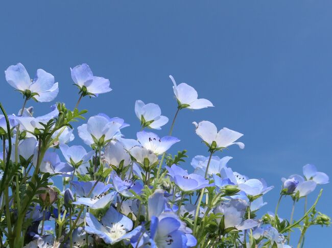 サクラの花が咲く頃、サイクリングに適した季節の東北から関東へ。<br />旅の7日目は茨城県を通って栃木県まで移動します。<br /><br />当初から必須の訪問地と考えていた国営ひたち海浜公園、それに水郡線の途中で立ち寄りやすい袋田の滝を加えた本日のプラン。<br /><br />最近よく聞くネモフィラとかいう花。<br />小さな青い花が丘一面に広がる絶景でネモフィラの名を一躍有名にしたのが国営ひたち海浜公園。<br />東北地方を桜前線が北上する頃、ひたち海浜公園のネモフィラが見頃を迎えるという。<br /><br />忘れちゃいけないのが名勝袋田の滝。<br />JR水郡線で通過してしまうにはあまりにももったいない、日本三大瀑布のひとつ。<br /><br />茨城県を代表する二つの人気観光地をまとめて訪れます。