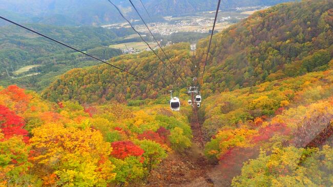 白馬岩岳へ秋のハイキング。<br /><br />雪の無い時期に来るのは初めてです。<br />まずは紅葉の中を空中散歩。一気に上まで行っちゃいます。<br /><br />小腹が空いたのでカフェで一休み。<br />ガスがひどいけど、晴れていたら絶景なんだろうなぁ。<br />サンドイッチの時間にはまだ早く、大きなクッキーを食します。<br />ほぼ顔と同じ大きさ……www<br /><br />遊歩道になっているので、ハイキング。<br />青空と眺望はないけれど、ガスと紅葉がいい感じ。<br /><br />ゴンドラもソフトクリームオブジェも、ハロウィン仕様になってました。<br /><br />降りてからは、すぐ近くの岩岳の湯で温まってから帰ります。<br /><br />