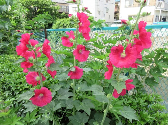 野鳥と花を見たくて、埼玉県越谷市の西のはずれにある県民健康福祉村と出羽公園を散策しました。<br />いつも見るカルガモ、マガモ、アオサギ、カワウの他に、コアジサシが何度も水中にダイブする姿を見ることができました。でも、私のデジタルカメラでは、限界を超えてブレた写真ばかりになりました。本人以外は、証拠写真と認めてもらえない、UFOの写真と同じですね。<br />でも、伝右川でタチアオイの花を見て気を取り直して、初夏を感じられたウォーキングになりました。<br /><br />【参考】Google画像検索、Wikipedia