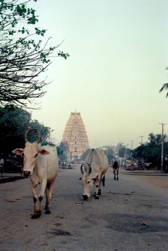 【1995年のインド】南インド プネーの町