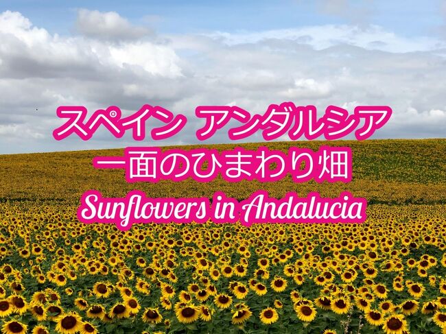 スペイン　アンダルシア地方<br />&#127803;&#127803;&#127803;一面のひまわり畑&#127803;&#127803;&#127803;<br />Sunflowers in Andalucia<br /> <br />2022年5月29日～30日<br />バルセロナから飛行機でセビージャへ飛び<br />カルモナ周辺に広がる一面のひまわり畑&#127803;を<br />見に行きました～<br /><br />まだ少し時期的には早く<br />ひまわりが咲いていない畑もありましたが<br />一面に広がる満開のひまわり畑を堪能してきました！