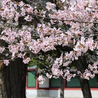 「山桜　今日北の地に　匂いぬるかな」　旭川市