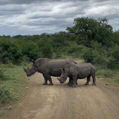 南アフリカ その6 シュルシュルウエ・ウンフォロージ国立公園編