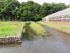 矢川おんだし・ママ下湧水公園・国立古民家 国立 2022/05/30