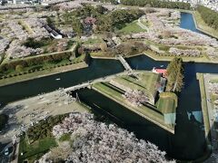桜満開の函館・五稜郭①