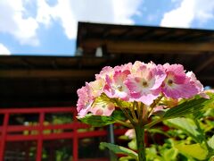 お散歩再開(´ω｀*)　ぷらっと本土寺へ紫陽花を見に行ってみましょ♪