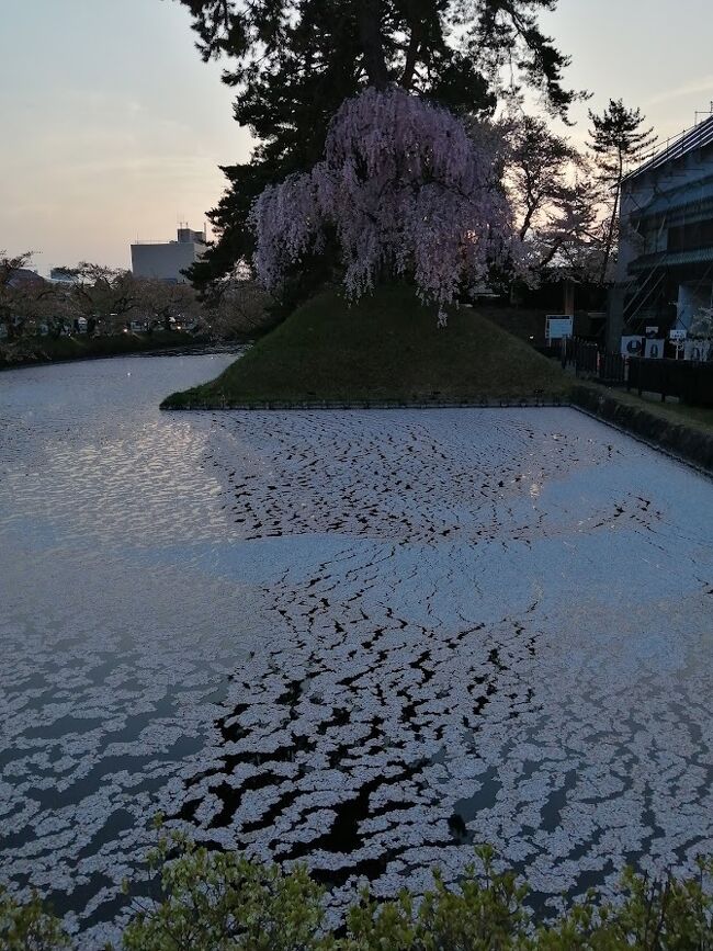 6時前に目が覚めたので、朝風呂を浴びに大浴場へ。<br />最上階にあるけど勿論展望は望めないのが残念だけど、致し方ない。<br />朝ドラを見てからゆっくりと朝食会場へ。<br />朝から北海道ならではのお刺身や甘えびがある。<br />品数も十分ありとても満足。<br />部屋に戻ってからのんびりくつろぎ、パッキングをして9：45チェックアウト<br />荷物を預かってもらい、赤レンガ倉庫へと向かう。<br /><br />今日もいい天気。市場でお土産も見ながら歩いてると、あっちこっちの店から声がかかる。コロナの影響で観光客が激変してるのを痛感。<br />ぶらぶら歩いて到着。ここも7年前より空き店舗が目立つ。<br />椅子に座って一服し、お土産購入。<br />また、ぶらぶらとホテルまで戻る。お土産をスーツケースに詰めて、時間調整でロビーでくつろいでから、駅へと向かう。<br />昼食を駅弁にしようかと思ってたが、朝食を沢山食べたので駅のパン屋さんでパンとセブンでサラダを購入。<br />12：15函館発の北斗11号→12：33乗車新函館北斗駅着<br />新函館北斗駅で初めての北海道新幹線に乗車<br />12：48新函館北斗駅発→13：50新青森着<br />ここで昼食をとる。青函トンネルは20分ほどかかった。<br />次は2度目のリゾートしらかみ。平日のせいかガラガラ。<br />13：58新青森発→14：26弘前着。3度目の弘前到着。<br />観光案内所で地図とさくら祭りの案内を受ける。<br />で、駅前のルートイン弘前駅前へ。<br /><br />3時前なのでまだチェックインできず、ソファに座って待っていたら、後から人がどんどん並んで、先に待ってた人が後になるという事に。<br />これは、ファーストインファーストアウトに欠けるので、ホテル側が交通整理してくんないとね。<br />で、待たされてやっとチェックイン。部屋に荷物を置いて弘前城へ向かう100円バスに並ぶ。皆さん弘前城のさくら祭りを見に来てるので、バスも満員。4時頃弘前城到着。この時間でもすごい人出。<br />見事に満開の桜を見れて既に満足。過去2回来た時の記憶を頼りに、人の波に任せて桜を堪能する。枝垂桜やお堀に浮かんでる桜の花びらがとても綺麗。<br />秋の紅葉シーズンもいいけど、桜の季節はまた格別。来れて良かった。<br />日が落ちてきて提灯も明かりをつける時間となり、もう少し夜桜も見たいけど後ろ髪惹かれる思いで帰りのバスでホテルに戻る。<br />弘前の駅で明日の駅弁を予約する。これで明日は慌てる事はない。<br />夕食はホテルの地図にあった　弘前　松ノ木で味噌貝定食を頂く。<br />ホテルから5分も歩かないので。ホテルに戻り大浴場で、ゆったり湯船に浸かる。<br />毎週見てるドラマが放送されてず、Tverで見る事に。<br />函館より弘前はチャンネル数が少ないのね&quot;(-&quot;&quot;-)&quot;<br />で、今日もお休みなさい。<br /><br />