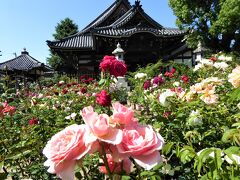 奈良日帰り旅・・♪　バラ祭りのおふさ観音と今井町へ