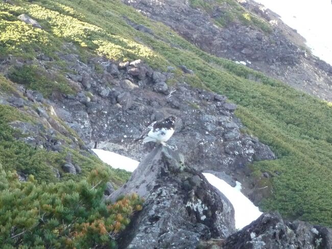 御嶽山三の池の雪解けがどのくらいになているかを見ようと濁河温泉から御嶽山に向かいました。天気の回復が予報より遅れて、ガスの中の山歩きになりましたが、一瞬ガスが取れた時の感動はひとしおの物です。<br />翌週は天気が良くなるとのことで、再度登っていると、夏毛に変わりつつある、白黒まだらの雷鳥に出会うことが出来ました。<br />　雪が残る時期なのに、先週も今週も登山客は夏と変わらないほどの賑わいです。