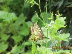 2022年森のさんぽ道で見られた蝶(25)その1)キアゲハの産卵挙動