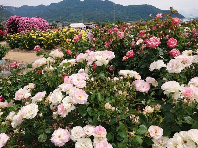 坂城町千曲川バラ公園とかいぜのおしぼりうどんそば