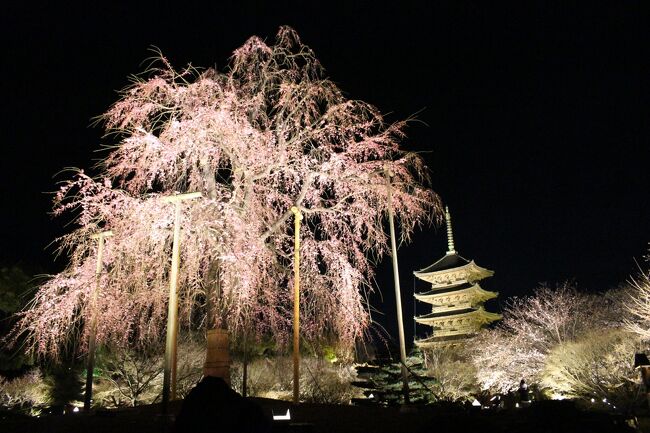 今年も京都の桜を見に、東寺のライトアップ、京都御所、醍醐寺へ。<br /><br />例年より1週間早く見ごろを迎えてしまい、やや遅かった感も<br />否めないが、それでも、京都の桜を今年も満喫することができた。<br /><br />特に東寺のライトアップは見事。<br /><br />醍醐寺ではＪＲ東海ツアーの早朝参拝に申し込み、<br />朝の人が少ない時間にじっくり桜を鑑賞できてよかった。