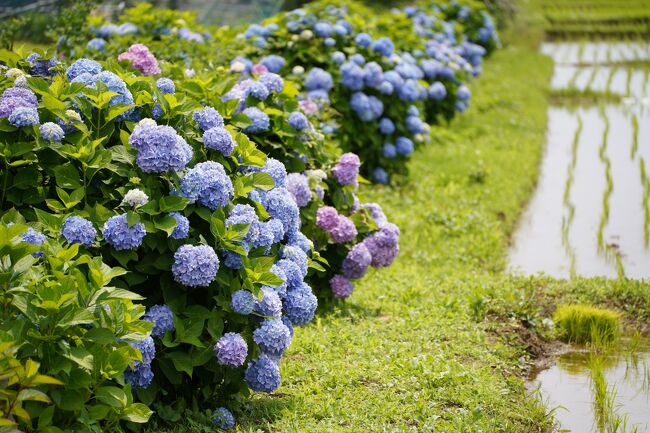 「開成町あじさいまつり」へ。<br /><br />前回来たときに田園に咲くたくさんの紫陽花に感動して、「また行きたい！」と思いながら、もう6年も経っていました。早い…！<br />今年の「開成町あじさいまつり」は、6/4（土）～6/12（日）ということで、まだ始まったばかり。<br />満開には早いとは思いつつ、行ってきました♪( ´∀｀ )<br /><br />▼2016年の旅行記はこちら<br />https://4travel.jp/travelogue/11140540