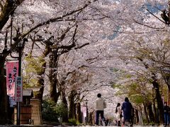 「谷汲山桜まつり」夫婦の旅