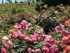 いばらきフラワーパーク-1　石岡⇔バス・茨城県の県花=バラ　☆800種30,000株＊植栽