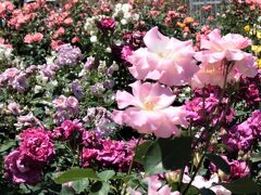 いばらきフラワーパーク-2　バラ品種園　Rose-Garden　花盛り　☆宴/芳純/緋扇/Peace