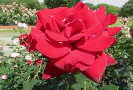 2022春、庄内緑地公園のバラ(4/16)：プリュム、オクラホマ、レッド・ピノキオ