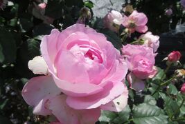 2022春、庄内緑地公園のバラ(5/16)：ダイアナ・プリンセス・オブ・ウェールズ