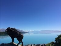 ニュージーランド南島　レンタカー旅　3　テカポ湖、ブカキ湖