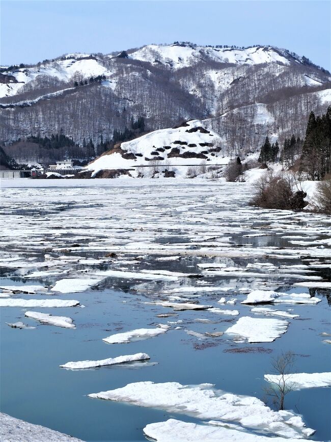 新潟県の平地の雪も消え春本番を迎える季節になりました。いよいよ春の花が咲き始めるので花を求めて動き始めました。<br /> 3月29日、各地の雪割草が咲き始めてきたので「越後丘陵公園」( https://echigo-park.jp/ )「雪国植物園」( <br /> http://www.niks.or.jp/syokubut/ )、それから「大崎雪割草の里」( https://www.uwatt.com/detail/891/index.html )等に向け出発。まず長岡市の「越後丘陵公園」に向かい園内の雪割草を楽しみ、次に「雪国植物園」続いて柏崎市の「大崎雪割草の里」それから国道116号線で長岡市の和島地区の「妙法寺」( https://www.pref.niigata.lg.jp/sec/nagaoka_kikaku/1204737368413.html )の雪割草を楽しみました。その後近くの「長岡市トキと自然の学習館 トキみ~て」( https://niigata-kankou.or.jp/spot/41893 )にも立ち寄りました。<br /> 3月30日、今日は五泉市の「水芭蕉公園」に向け国道290号線経由で走行。駐車場はすでに満車渋滞で少し待たされました。園内は咲初めで最高でした。<br /> 4月11日、今日は新潟市の「上堰潟公園」( https://niigata-kankou.or.jp/spot/10573 )に向け出発、信濃川右岸道路経由で大河津分水の桜並木を通り弥彦から新潟市に入り上堰潟公園に到着。園内は桜と菜の花が最高でした。その後近くの「佐潟」( https://ja.wikipedia.org/wiki/%E4%BD%90%E6%BD%9F )に立ち寄り、「弥彦神社」を参拝後帰路につきました。<br /> 4月12日、今日は魚沼市の「雪流れ」( https://www.iine-uonuma.jp/osusume/9352/ )を楽しみに出かけることにしました。国道290号線で魚沼市に入り、252号線で入広瀬に入りました。(4月に入り3回目です)今日は最高のタイミングで、多くの見物の人が・・・。<br /> 4月19日、丘陵公園で春の花、カタクリ、チューリップ、クリスマスローズを楽しみました。<br /> 4月20日、再び五泉市に向かい、チューリップ( https://www.city.gosen.lg.jp/organization/12/7/2/2/6107.html )を楽しみました。<br />