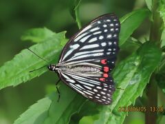 2022年森のさんぽ道で見られた蝶(25)その4)テングチョウ、キタテハ、ツマグロヒョウモン、アカボシゴマダラ他