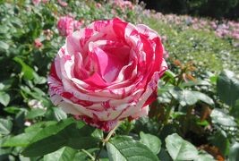 2022春、庄内緑地公園のバラ(6/16)：ブライダル・ホワイト、センチメンタル
