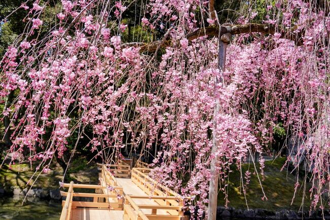 １泊２日、怒涛の京都、ハイパー花見巡りを満喫、然しながら、その代償として、身体全体、隅から隅まで、ボロッボロ、最早、ナウシカに出てくる、復活途上で、ドロドロに崩れ落ちた、巨神兵さながら、もーどうにかしちくり、股関節崩壊、足の裏、豆だらけ、<br /><br />「お母さん、明日は、豆ご飯だね！えへ！」<br /><br />「えへ！じゃねーの、そんなもん、喰ったら、即死だわよ！」<br /><br />しこたま、目眩く、百花繚乱の世界に、どっぷらこと、浸れたので、一概に、骨折り損のくたびれ儲け、と、否定すんのも、なんだかなー？と、思いつつも、やはり、日頃の運動不足の、つけが、どかちーんと、金ダライごと、頭に落下してきたって感じ？一昔前のコント番組じゃん！然らば、明日からは、性根を入れ替え、通勤は、ランニングじゃー！と、高らかに、宣言したものの、明日になれば、遅刻を理由に、チャリだろなー！とほほ……<br /><br />と、旅の反省は、そのくらいにして、我がふるさと、西国の片田舎、岡山にも、僅かばかりなれど、桜の名所が、ありんす！最早、我が旅行記の、常連中の常連、またかよー、との、非難の声豪々も、蛙の面に小便、またまた、出ました、後楽園！昨シーズンは、悲しやな、コロナ禍で、閉園、今年こそは、昨年の分までも、楽しんじゃうもんね！<br />