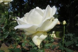 2022春、庄内緑地公園のバラ(7/16)：ブルー・ムーン、ホワイト・クリスマス