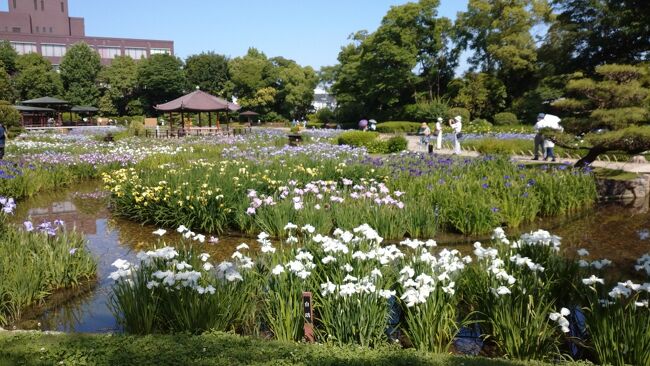 ６月になると、紫や青・黄色などの花菖蒲が水辺を涼やかに彩り見頃を迎えています。<br />大阪市内の菖蒲園と言えば城北公園内の「城北菖蒲園」が広く知られ親しまれています。3年ぶりに入場の制限無しで開園中ということで、６月２日平日の午後に行ってきました。<br /><br />◆城北菖蒲園について<br />　・1964年5月に開園。<br />　・1.3haの敷地に約250品種、約13000株の花菖蒲が栽培されています。<br />　・所在地　大阪市旭区生江3－29　城北公園内<br />◆アクセス<br />　・園内に駐車場はありません。<br />　　マイカーの場合は、近隣のパーキングを利用。<br />　・電車、バス<br />　　バスは、JR大阪駅前から34号系統のバスを利用「城北公園前」下車。<br />　   電車はの最寄り駅は、JRおおさか東線「城北公園通」駅で下車。（徒歩約15分）