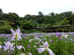 長谷山本土寺で花散歩