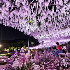 あしかがフラワーパークの昼と夜☆栃木県：足利市