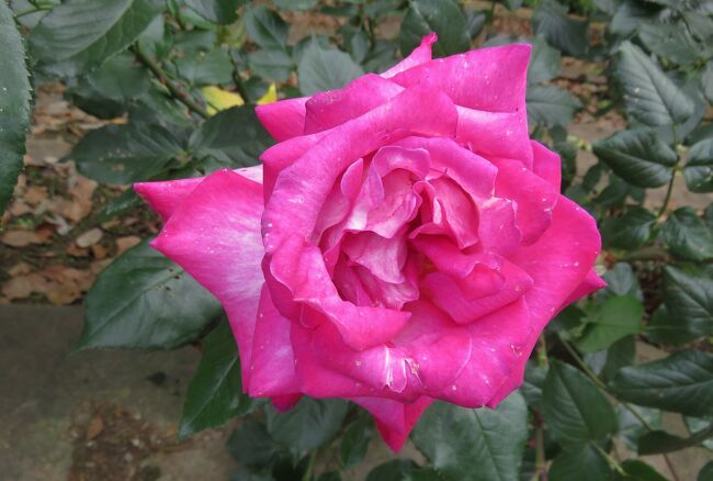 庄内緑地公園のバラ園の紹介です。世界バラ会連合の世界大会で殿堂入りした名花のアイスバーグのほか、その枝変わりのバラも周りに植栽されていました。『つるアイスバーグ』や『ブリリアント・ピンク・アイスバーグ』等です。