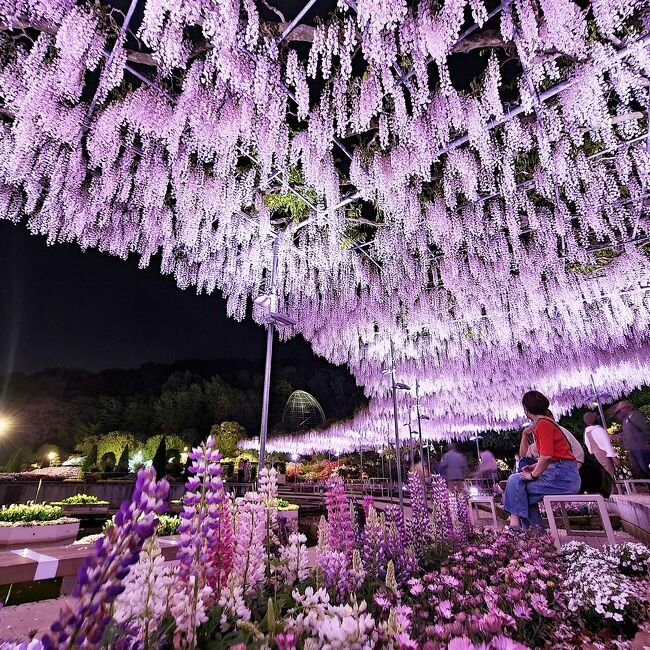 ４月下旬、大藤の開花情報を頼りに栃木県足利市にある「あしかがフラワーパーク」へ。<br /><br />夜まで滞在し、ライトアップも楽しんで来ました。<br /><br />■ あしかがフラワーパーク<br />■ ふじのはな物語 ～ 大藤まつり 2022 <br />■ 開催期間：4月16日～5月22日<br />■ ライトアップ期間：4月20日～5月15日<br />■ 入園料：2,000円（4/26）