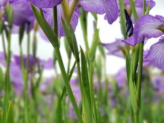 梅雨の合間に　初夏の花園へ、菖蒲　百合　紫陽花の競演♪︎