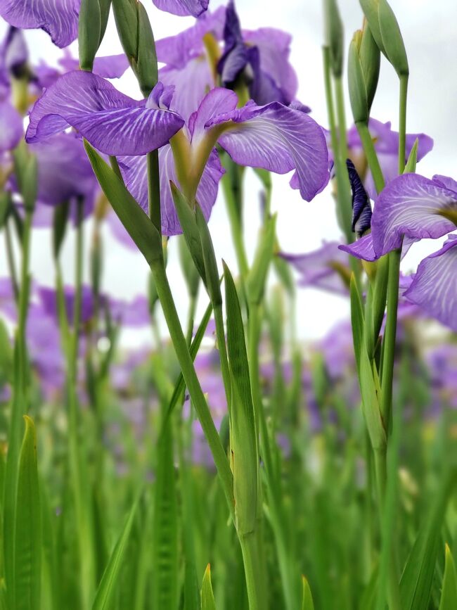 梅雨の合間に<br />江戸の菖蒲の名所、堀切菖蒲園で、<br />満開の菖蒲を堪能。<br /><br />別日に<br />スペイン料理をカジュアルに楽しんだあと<br />てくてく日比谷公園へ！<br />思いがけずゆり花壇に出逢いました。<br /><br />亀戸の旧中川水辺公園の<br />色とりどりの紫陽花も、登場します。<br /><br />お花ばかりの旅行記ですが、<br />お時間許せば、ぜひご覧下さいませ(*^^*)<br /><br />