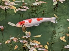 山県市円原川に流れる清流♪　モネの池♪＆豊田市鞍ヶ池公園お散歩♪