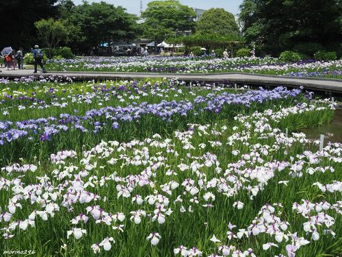 全国屈指の規模を誇る14万株のハナショウブ＠横須賀しょうぶ園』横須賀(神奈川県)の旅行記・ブログ by morino296さん【フォートラベル】