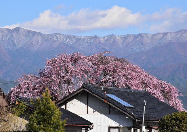 南信州には、樹齢300年以上の老桜をはじめ樹形の美しい「名桜」が多く残されています。<br />飯田駅前に広がる「丘の上」と呼ばれる市街地には、春になるとエドヒガン、夫婦桜、枝垂れ桜などが咲き誇ります。<br /><br />「丘の上」の地形は、天竜川と支流松川の河岸段丘。その松川に注ぐ市街地河川により3つの台地に分かれています。<br />真ん中にある台地は、飯田市街の中心地となっている「長姫（おさひめ）台地」。<br />中央公園（谷川が暗渠）と王竜寺川に囲まれた台地で、突端には旧飯田城（長姫城）があったところで、「長姫のエドヒガン」、「桜丸御殿址の夫婦桜」が見られます。<br /><br />北東側にある2つ目の台地は「橋北（きょうほく）台地」。<br />中央公園と野底川に囲まれた「橋北台地」は、昭和22年（1947）の飯田大火でこの地区の約半分が焼失を免れており、歴史的建造物や城下町の遺構が残されています。<br />明治の日本画を代表する飯田の偉人「菱田春草」の生誕地が仲ノ町にあり、春草通りでは「安東家屋敷」や「旧高野医院」の建物が見られます。<br />黄梅院・正永寺・専照寺の境内では枝垂れ桜の名桜があります。<br /><br />南西側にある3つ目の台地は、王竜寺川によって長姫台地とは区切られた「愛宕（あたご）台地」。<br />突端には愛宕神社があり、エドヒガンの「清秀桜・千代蔵桜」があります。<br /><br />桜の開花情報は飯田市のホームページに掲載されています。一部の桜はライブカメラで見ることもでき、花の見頃になる時期にあわせて訪れることができます。<br />ホームページのURLは　https://www.city.iida.lg.jp/site/sakurasaku/<br /><br />なお、旅行記は下記資料を参考にしました。<br />・南信州観光公社、桜守りの旅「南信州の名桜を巡る」、「飯田市丘の上MAP」「大宮通り桜並木」<br />・飯田市「愛宕神社の清秀桜」「追手町小学校校舎」「飯田城桜丸御門」「飯田城の歴史」<br />・巨樹と花のページ「桜丸御殿址の夫婦桜」「長姫のエドヒガン」「大雄寺の枝垂れ桜」<br />・中日新聞「淡いピンク優美さ受け継ぐ 飯田正永寺のシダレザクラ2世開花」2022年4月6日<br />・信州いざない街道「専照寺の枝垂れ桜」<br />・ある産婦人科医のひとりごと「風越公園の桜とモクレン」2011年4月22日<br />・信濃毎日新聞「咲き誇る飯田城の紅梅」2021年3月12日<br />・古木の間、長野県の古木「旧大久保小学校の欅」<br />・飯田市「マンホールカードの配布」「市章」「電気小型バスプッチー」<br />・飯田市立追手町小学校のHP<br />・飯田市の都市景観構造「中心市街地公園＋城東区画整理公園」「飯田市の景観特性あるいは景観ＳＴＯＲＹ」「丘の上河川流路」「旧市内台地・斜面萌え」「野底川・橋尽くし下流編」<br />・橋北びよりのHP、「春草通りについて」<br />・飯田創造館のHP<br />・飯田市浜井場小学校のHP<br />・飯田市「ムトス飯田事業の概要」<br />・あずさ屋「幸福を呼ぶ！時の番人ハミパルくんストラップ」<br />・鉄道チャンネル「飯田線桜町駅」<br />・4トラベル旅行記、いぬちゃん「日本の屋根・南アルプス展望!!」2010年12月4日<br />・ウィキペディア「りんご並木（飯田市）」「坂本鹿名夫」「桜町駅」<br />