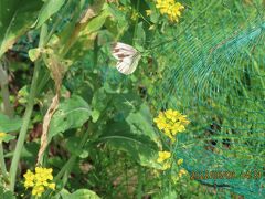2022年森のさんぽ道で見られた蝶(26)その1)スジグロシロチョウ、モンシロチョウ、キチョウ