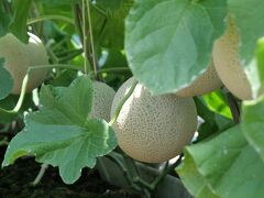 千葉でしか食べられない幻！？のメロンを食べに行く旅&#x2661;浜の郷＊安田農園＊酪農のさと＊みんなみの里