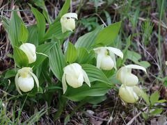 レブンアツモリソウが見たくて礼文・利尻島の旅2（礼文島観光1