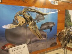 2022.MAY 沼田町化石体験館と小平町文化交流センターへ行って来ました