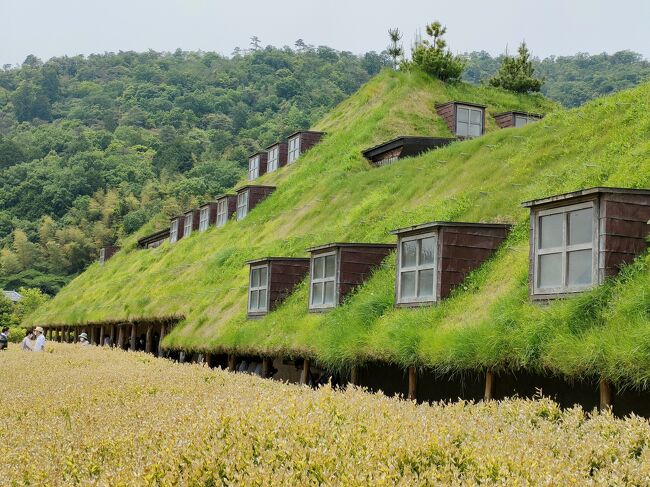 緑に覆われたユニークな建物の写真、どこなんだろう？<br />調べた結果 滋賀県近江八幡市にあるラ コリーナ近江八幡という施設らしい。<br />以前に行った事のある同じクラブハリエとは違う。<br /><br />という事で速攻行ってきました。<br />とても夢の詰まったエリアでした。<br /><br />