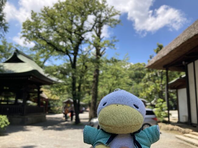 梅雨前、青もみじを中心とした新緑をみにいきました。横浜の三溪園、自由が丘の九品山浄真寺、明治神宮、立川の昭和記念公園、調布の深大寺と神代植物公園、目黒不動尊瀧泉寺、五百羅漢寺に行ってきました。