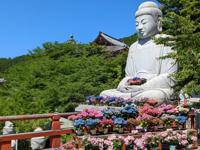 インスタであぢさゐ回廊を知った。<br />長谷寺、岡寺、壺阪寺で境内に紫陽花をきれいに飾っている。<br />去年の6月に長谷寺の紫陽花を見に行った。<br />嵐の坂の紫陽花がむちゃキレイだった(2021/6/20）。<br />今年の嵐の坂は去年よりも紫陽花の鉢植えを増やしたと書いていたので、<br />長谷寺へは今年も6月中旬以降に見に行く予定であった。<br />長谷寺は好きで結構行く。<br />2022/01/09<br />2021/06/20<br />2020/01/02<br />壺坂寺は2019/11/17に初めて行ってよかった。<br />また行きたいと思っていたので行ってみることにした。<br />ちなみに岡寺は2021/10/17に行った。<br />花手水がキレイだった。