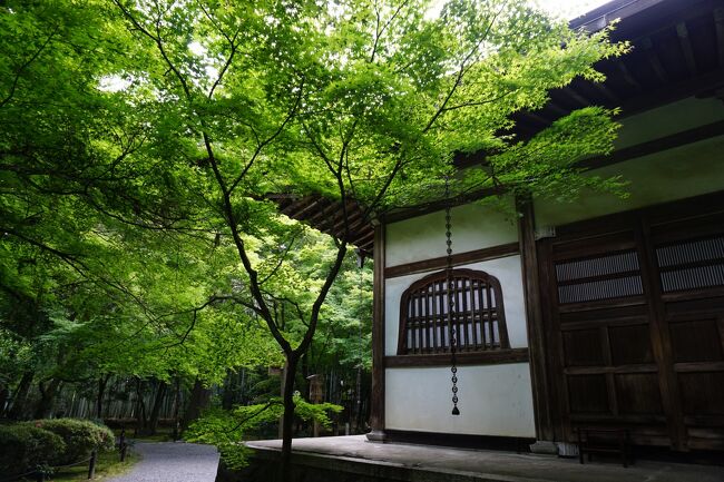 鈴虫寺で法話と鈴虫の音色 宿泊のホテルインターゲート京都はロビーラウンジ飲食を目一杯利用 二条 烏丸 河原町 京都 の旅行記 ブログ By ざっちさん フォートラベル