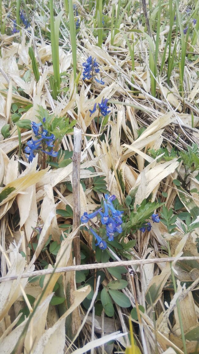 2泊3日の旅の後半。<br />霧多布岬で無事ラッコに遭遇し、念願の花咲ガニも食べた後で目指すのは、中標津町にある養老牛温泉の｣湯宿 だいいち｣さんです。<br />何度か宿泊して温泉はもちろんのこと、そのもてなしにおおいに感銘を受け、ここを訪れることを旅の目的にしたい宿です。<br />後ひとつは釧路港のそばの食堂で海鮮丼が食べられれば、と思います。